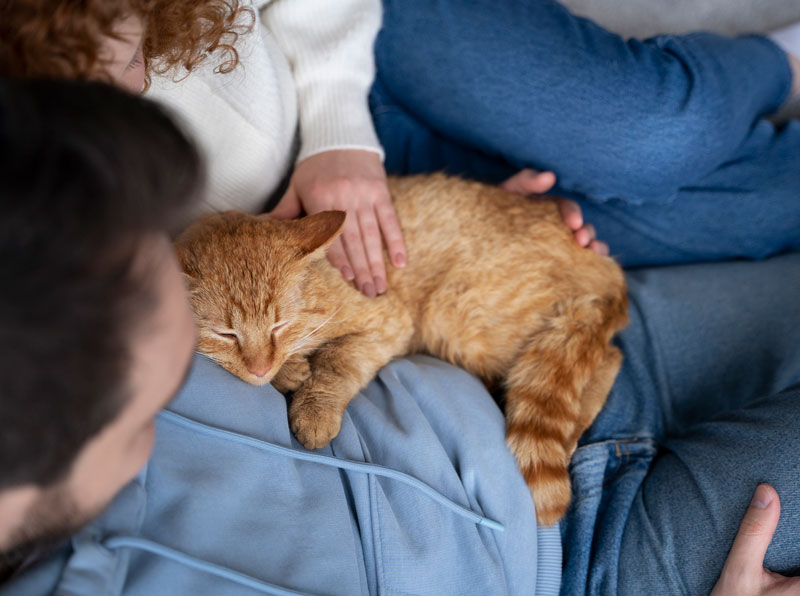 medicina preventiva mascotas